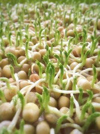 纸上种蔬菜,纸上种菜技术