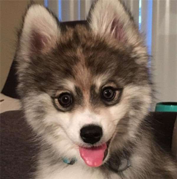 柯基和土狗的混血儿,马犬和柯基的混血后代