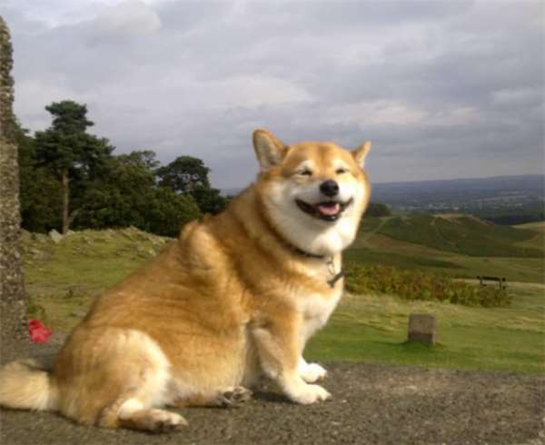 柯基和土狗的混血儿,马犬和柯基的混血后代