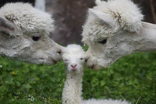 草泥马羊驼正版,草泥马羊驼坐骑