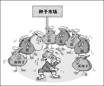 田地种的大果甜瓜,农场种植的甜瓜有二十多个品种