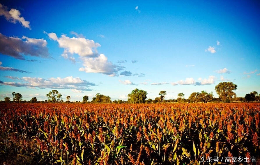 高密家乡,我最喜爱的家乡高密英语作文