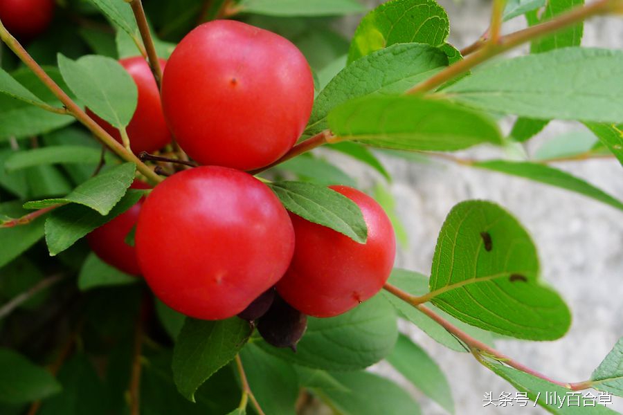 赛樱桃，像李子，摘到了小时候吃的野果儿