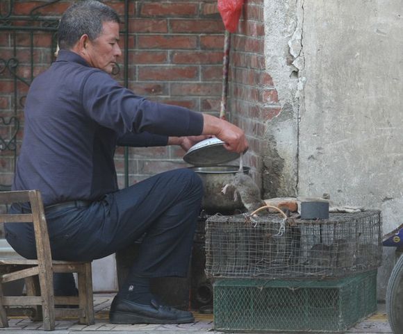 在广州老鼠肉会是一种佳肴,别恶心这只是一种文化!