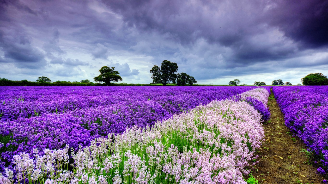 北京薰衣草庄园人间花海,京津冀薰衣草基地