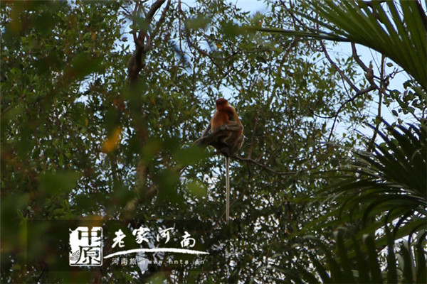玩美假期马来西亚旅游,六日沙巴自由行攻略