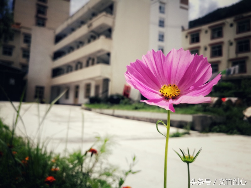 药片放在水里有毒吗,有颜色的药片有害吗