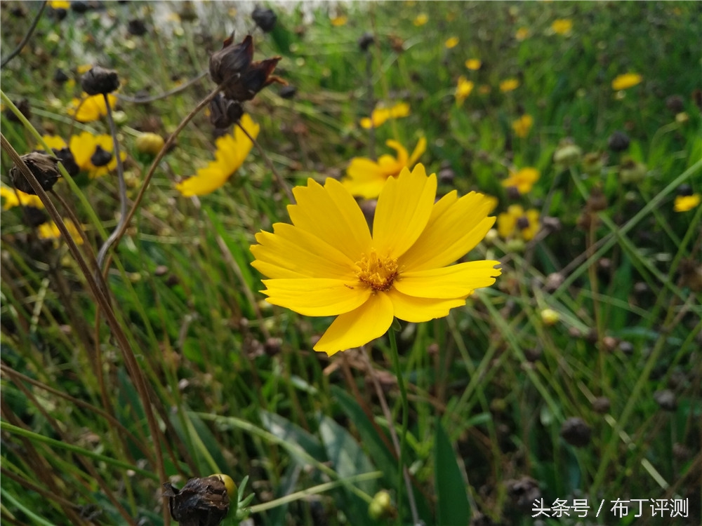 不止是1600万像素柔光自拍，vivox7全面体验评测！