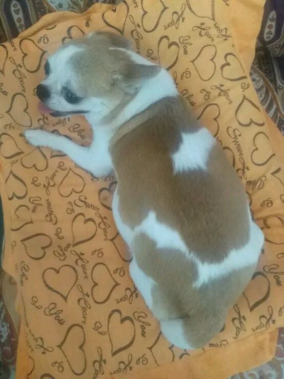 吉娃娃有没有怀孕肚子却很大,吉娃娃第一次来例假就怀孕了