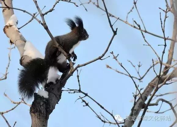 魔王松鼠的各种症状,魔王松鼠常见病与预防