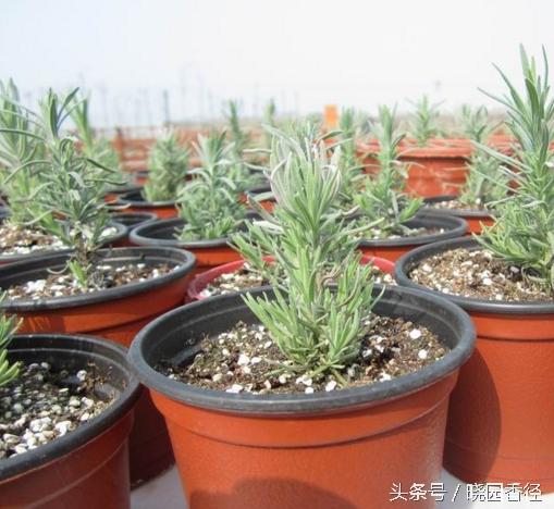 紫色薰衣草怎么养护好看,熏衣草日常怎么养