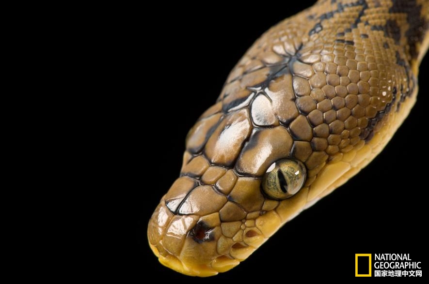 魔鬼充满诱惑力,原来恶魔也能被撩