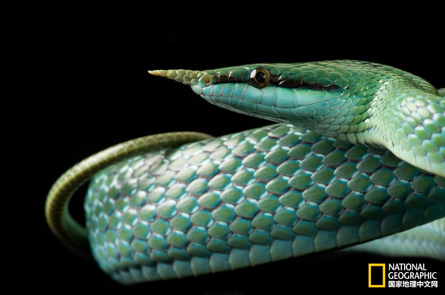 魔鬼充满诱惑力,原来恶魔也能被撩