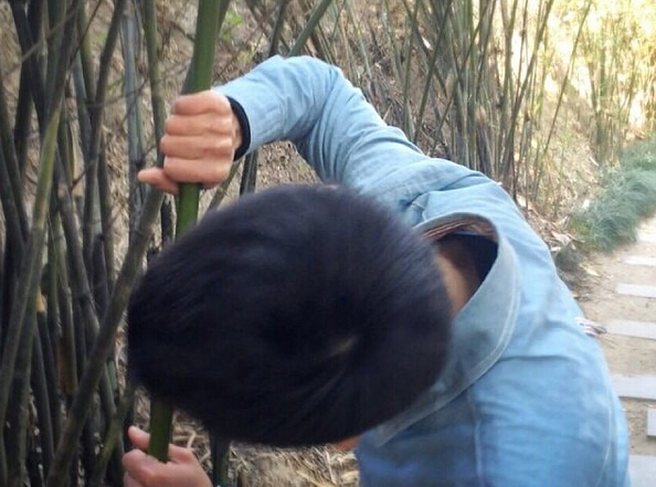 熊猫吃竹子为什么不用吐渣,熊猫吃竹子为什么不会割伤