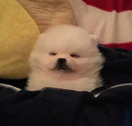 博美嘴巴边缘出血,超级可爱萌博美