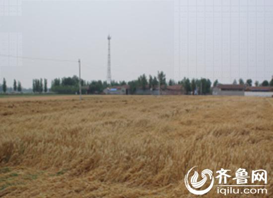 聊城2020年12月14日天气,聊城2019年1月31日天气情况