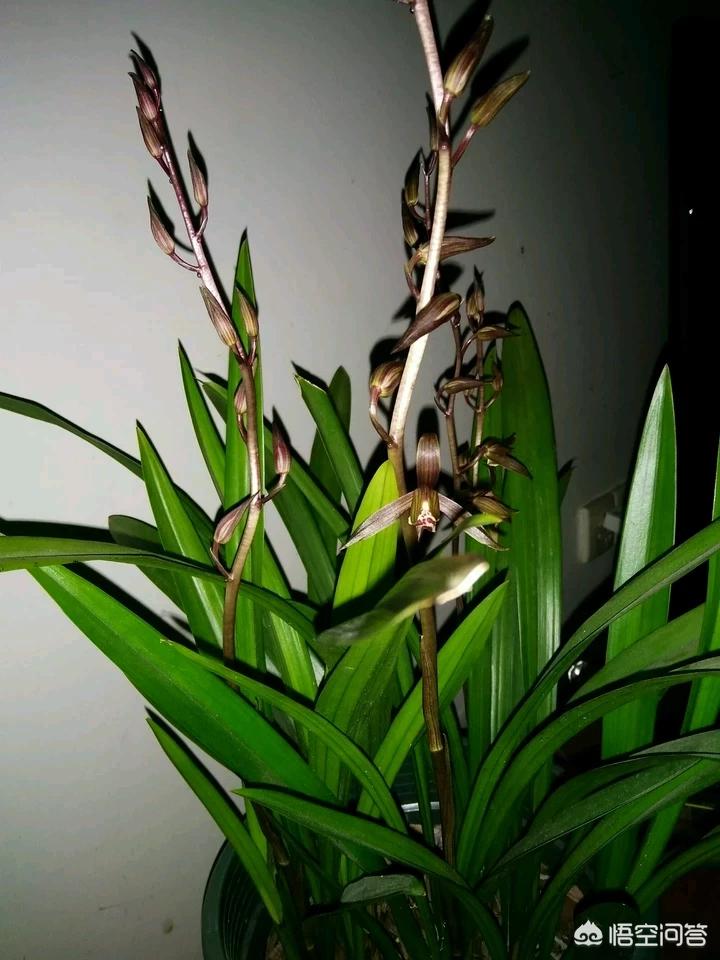 兰花十一月份出花苞什么品种,兰花哪个品种花苞多最好看