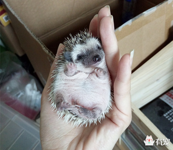 解读非迷小刺的身体语言