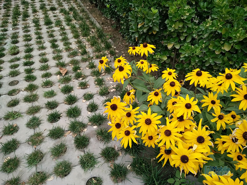 极致自拍vivos7,vivox70超清画质