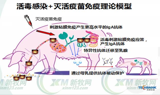 为什么免疫了疫苗还发腹泻？腹泻免疫无效为哪般？