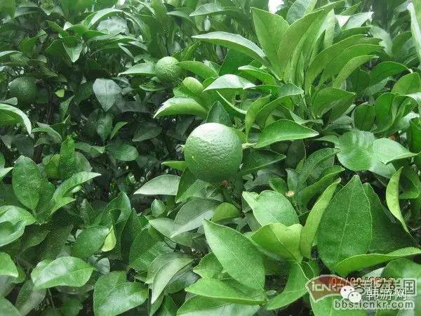 中国人去济州岛购物,跟团去济州岛购物攻略