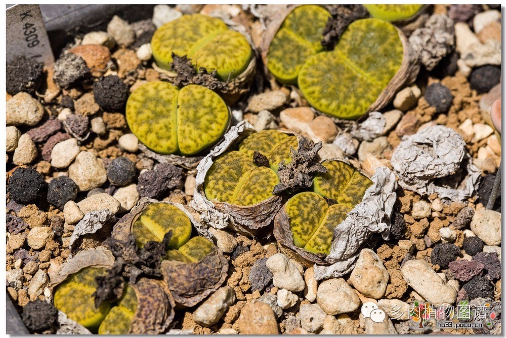 生石花晒伤了怎么处理,生石花晒伤的表现
