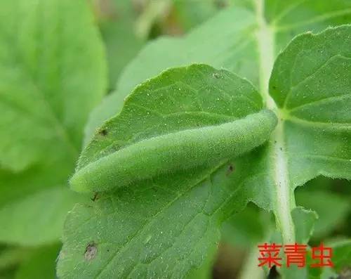 便宜没好货贵了也未必就一定好,便宜没好货别等上当再后悔