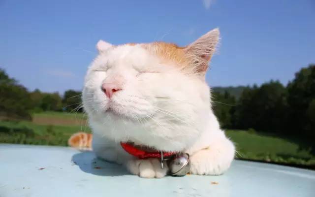 当有人说你胖时如何阴阳回击,别人损你胖怎么回击