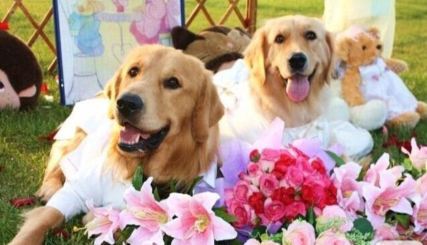 如果你能陪狗狗度过一生，你能不能这样？