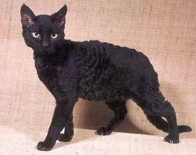 最便宜的宠物猫咪品种图片及价格,哪个品种的猫咪性格最好最温顺