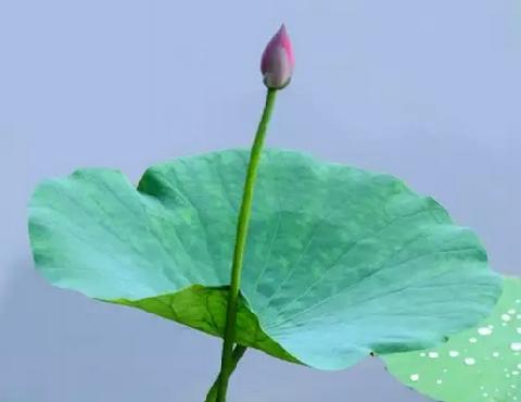 这种叶子，可消暑减肥通便，你知道吗？