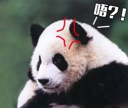 本届巴西奥组委：谁能帮我海淘只熊猫？