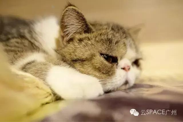 喵星人咖啡厅，治愈你疲惫的心！