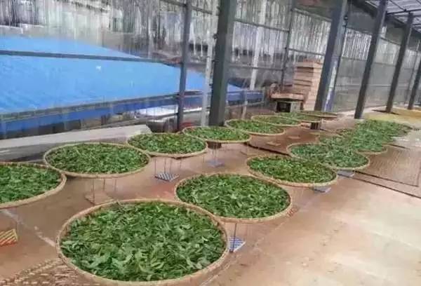 普洱生茶的加工技术视频,普洱生茶的加工过程
