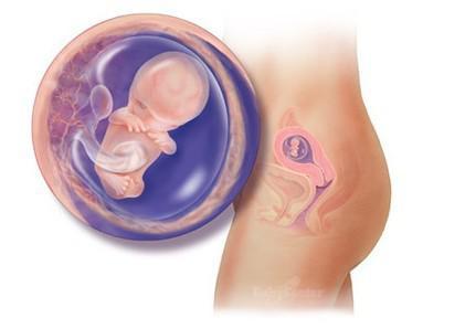 惊奇宝宝第一季,怀孕过程中的十大惊奇发现