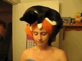 俄罗斯豹纹猫,尾气猫