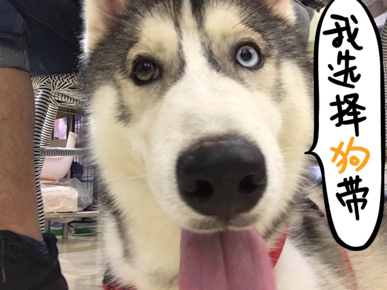 如何避免买狗粮被骗?4招教你辨别好狗粮!