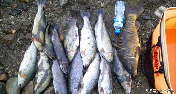 路亚深水白条技巧,路亚新手钓野河翘嘴