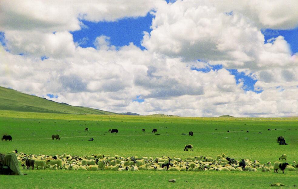 帕萨特保养专用润滑油,爱车保养用机油