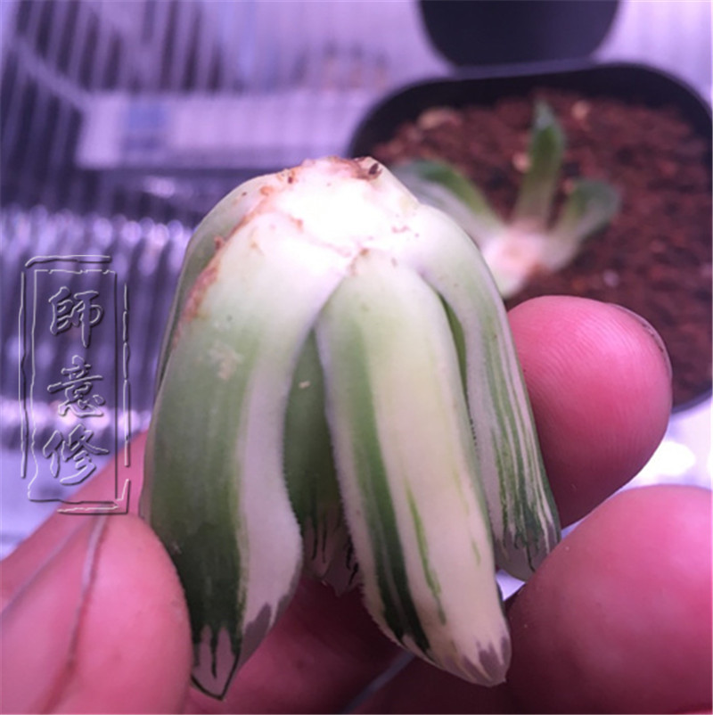 十二卷扦插方法,十二卷叶插教学