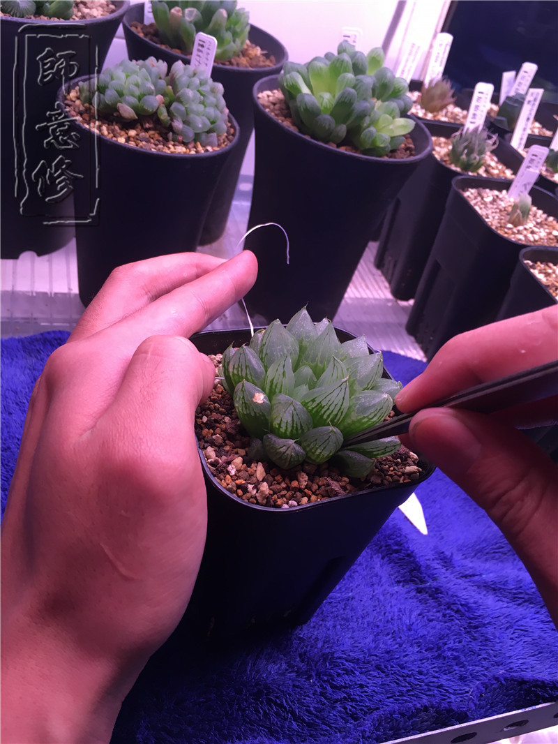 十二卷扦插方法,十二卷叶插教学