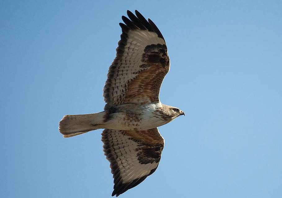鵟䴕鹡，这些鸟的名字怎么念？
