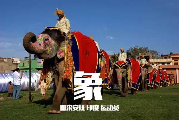 本届巴西奥组委:谁能帮我海淘只熊猫?