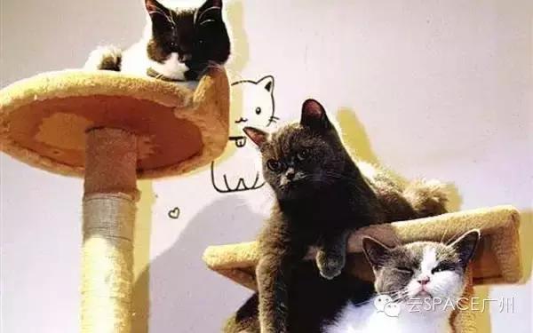 喵星人咖啡厅，治愈你疲惫的心！