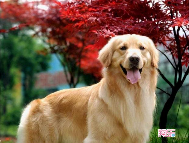 想如何训练狗狗定点上厕所,金毛1-3个月如何训练定点大小便