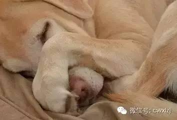 狗狗呕吐很严重用什么药,狗狗呕吐严重用什么药