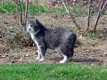 最便宜的宠物猫咪品种图片及价格,哪个品种的猫咪性格最好最温顺