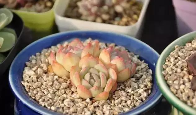 肉肉怎么浇水最好最合适,肉肉浇水最好的方法