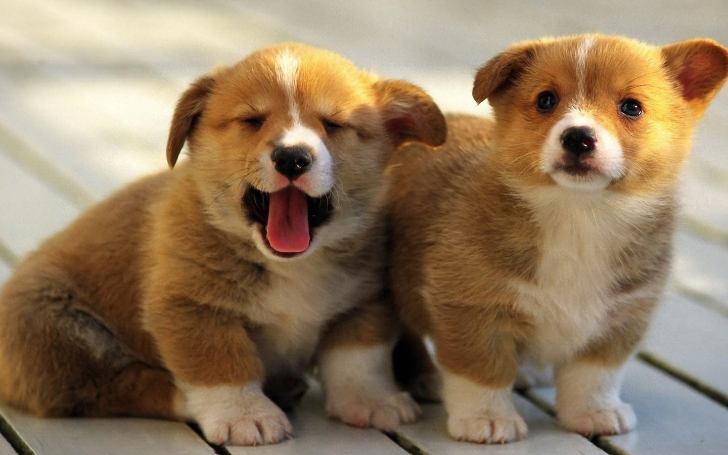 如何避免买狗粮被骗?4招教你辨别好狗粮!