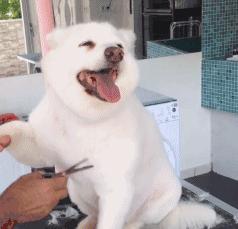 新手在家给狗狗剪毛视频教程全套,干货自己在家怎么给狗狗剪毛